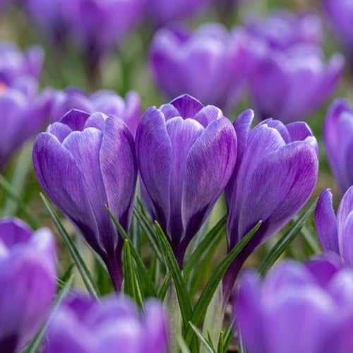 GreenboutiQ - Blumenzwiebeln - Krokusse Zwiebeln Blue - Bulbs Hardy Perennial - Farbe Blau - 30 Stück - Zwiebelgröße 7/8 - XXL Pack