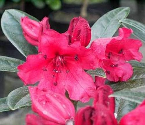 Ball-Rhododendron Titan Beauty - Rhododendron yakushimanum Titan Beauty (25-30)