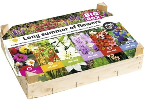 Big Box Blumenzwiebel Holzkiste 'Langer Sommer' mit Dahlie, Montbretie, Lilien, Prachtscharte, Sparaxis & Schwertlillie, 120 Stück