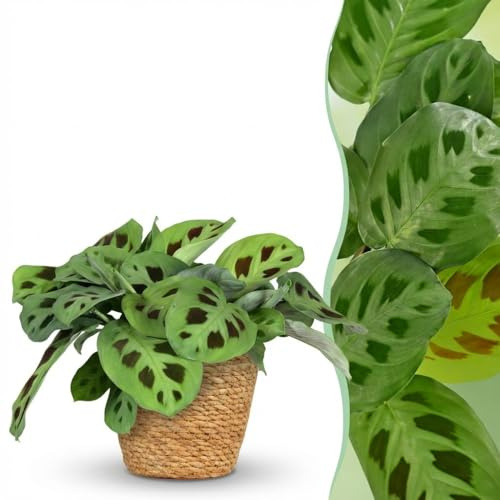 Maranta Fascinator Kerchoveana - Zebra Pflanze - Haustierfreundliche Pflanze - Grün - mit Korb - 25cm - Ø12cm - Zimmerpflanze - Komplettes Set - Pflanze mit Topf