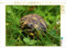 CALVENDO Puzzle Schildkröten Dinner | 1000 Teile Lege-Größe 64 x 48 cm Foto-Puzzle für glückliche Stunden