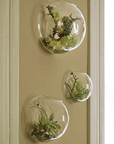 WayGlory Lot de 3 terrariums d'intérieur modernes à suspendre pour plantes grasses, plantes aériennes et fleurs – Jardinières murales avec verre borosilicate durable – Solarium, salon