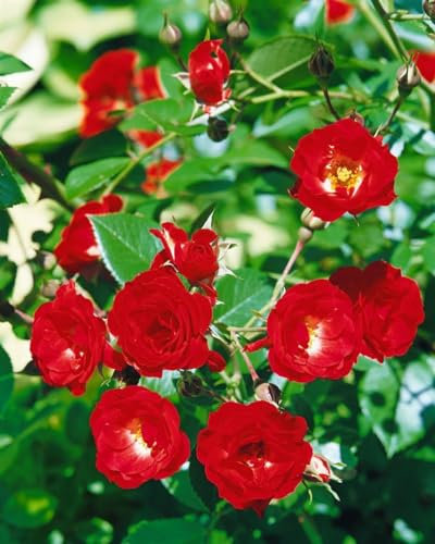 Rosa 'Scarlet Meidiland' - Bodendeckerrose, leuchtend rote Blüten, Blütezeit Juni-Oktober, ideal für Rabatten, pflegeleicht und winterhart