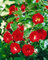 Rosa 'Scarlet Meidiland' - Bodendeckerrose, leuchtend rote Blüten, Blütezeit Juni-Oktober, ideal für Rabatten, pflegeleicht und winterhart