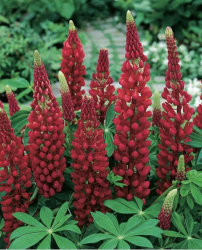 10 x Red Lupin Russel The Pages Plug Plants Hardy Perennial Flower