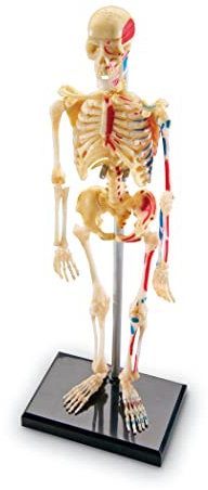 Learning Resources Modell des menschlichen Skeletts