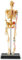 Learning Resources Modell des menschlichen Skeletts