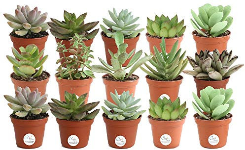 Pack de 15 Plantas Suculentas Mix Maceta 5cm Plantas Crasas Decorativas
