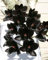 ZECHONDRA Neue e 100 Stück Phalaenopsis-Orchideen-Blumensamen Schwarz