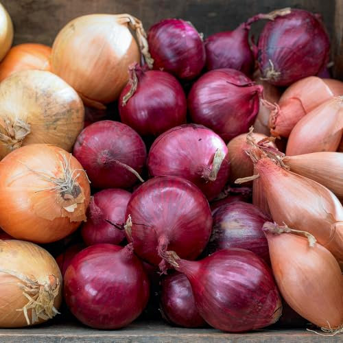 FLORIUM - Steckzwiebeln Trio Kollektion (1000 gram), Mix von 3 Zwiebel Sorten, Robuste Wintersteckzwiebeln aus Holland, Perfekt pflanzen für reiche Ernten: Gelb, Rot & Weiß, 14-21 mm (kein Samen)