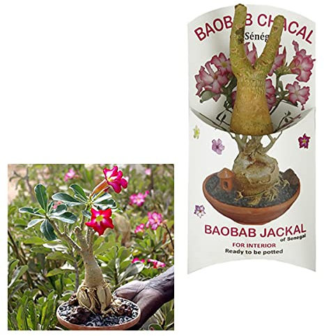 Végétaux d Ailleurs Baobab Chacal Wüstenrose Setzling 1-2 Jahre