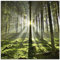 ARTland Wanddeko Glasbilder Wandbild Glas Bild einteilig Quadratisch Natur Wald Landschaft Sonne Bäume Moos Frühling Landhaus T5SV ARTland