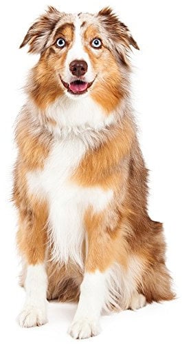 Hunde Aufkleber Sticker Australian Shepherd