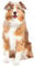 Hunde Aufkleber Sticker Australian Shepherd