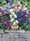 Sperli-Samen Glockenblumen SPERLI's Campana Mischung