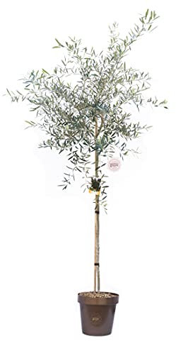 Vannucci Piante - Olea europaea (Olivo), Pianta vera in vaso, Pianta da esterno