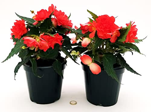 POWERS TO FLOWERS - BEGONIA PENDULA DA BALCONE, A FIORE ROSSO, 2 PIANTE VASO 14 CM, piante vere