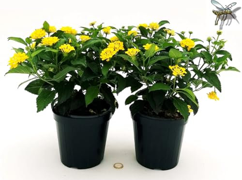 POWERS TO FLOWERS - LANTANA CAMARA GIALLA, 2 PIANTE, VASO 14CM, piante vere