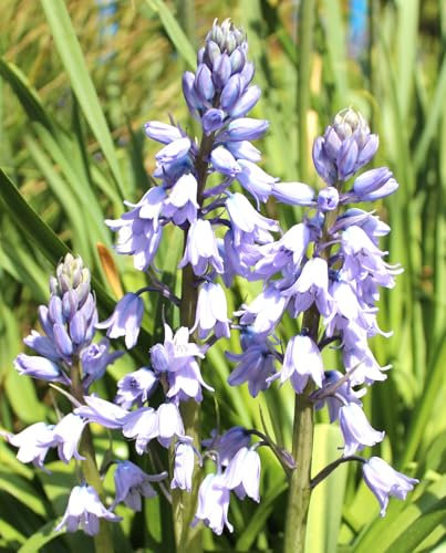 Staude Spanisches Hasenglöckchen 'Hyacinthoides Hispanica' blau winterhart Freilandaufzucht