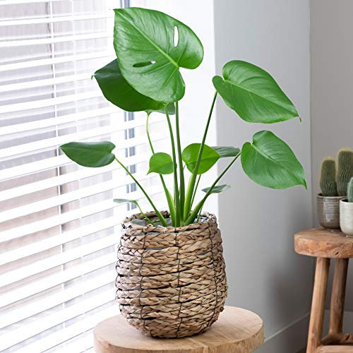 Plante Monstera Faux Philodendron Exceptionnel | Plante d'Intérieur Haut de Gamme Cadeau| (40-50cm pot inclus)