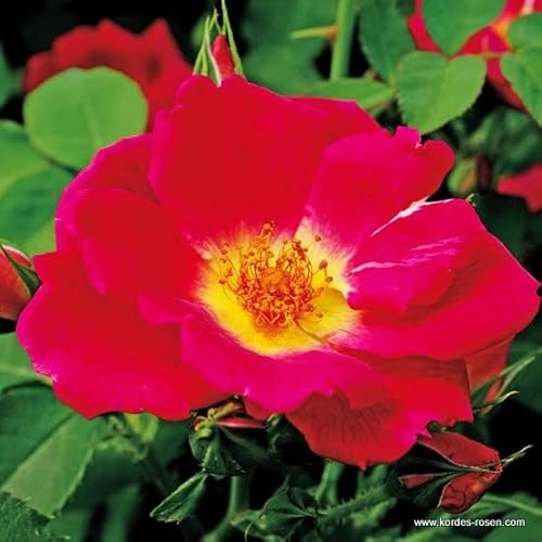 2x Bodendeckerrose 'Weg Der Sinne'® - Kordes Nectarroos - Plant-o-fix -Topf