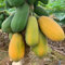 5 pcs Papaya Pflanze Samen säulenobstbäume, garten Carica papaya bäume garten winterhart, säulenobstbäume stauden winterhart mehrjährig deko obst, exotische pflanzen winterhart hochbeet