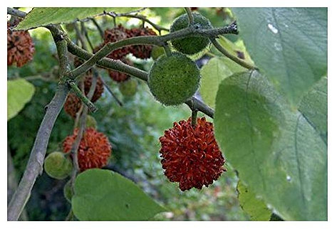 Callistemon rigidus - Zylinderputzer - 100 Samen