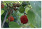Callistemon rigidus - Zylinderputzer - 100 Samen