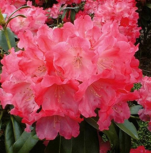 Rhododendron Morgenrot 20-25cm - Alpenrose