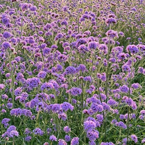 400 pcs Eisenkraut Samen herbstblumen winterhart, extrem winterharte kübelpflanzen Verbena officinalis blumenwiese, topfpflanzen echt blumensamen, garten wildkräuter samen garten pflanzen