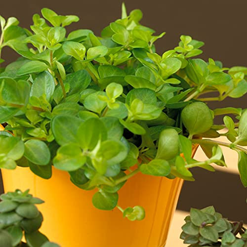 Peperomia rotundifolia Indoor Plant for Sale | Trailing Jade Compact Houseplant