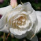 Plant Theory Iceberg Rose Bush White Flowering Roses Floribunda Rose 4L Pot