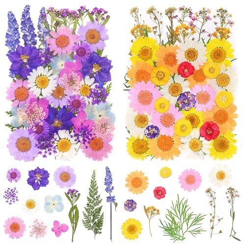 Qaestuan 81 Stück Gepresste Blumen, Natürliche Getrocknete Blumens, Getrocknete Blumen Gemischte Arten, Gepresste Blüten Multifunktional, für Harz Schmuck Machen, Seifenherstellung, Fotorahmen