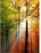 Herbst Tapete orange grün | Vlies Fototapete mit Herbstwald in Sonne | 3D Bildtapete mit Bäumen ideal für Flur und Esszimmer