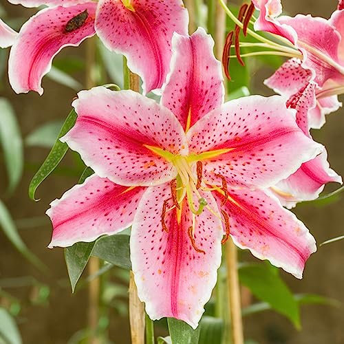 5 pcs lilien blumenzwiebeln zwiebeln, blumenzwiebeln frühblüher blumendeko Lilium brownii - lilie baumlilien Hydrokultur winterlinge zwiebeln winterhart mehrjährig zwiebel pflanzen