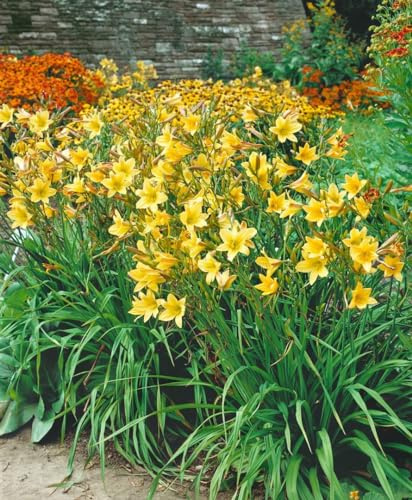 Taglilie 'Lemon Bells' im Topf Hemerocallis duftend winterhart mehrjährig | Hemerocallis x cult. 'Lemon Bells', gelbe Blüten, Juni bis August, duftend, sonnig bis halbschattig, winterhart bis -23 °C