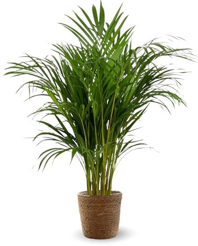 Attitude Jardin - Areca avec panier en jonc de mer - dypsis lutescens - palmier d'intérieur - 100-110 cm - ⌀ 22 cm - purificateur d'air
