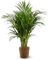 Attitude Jardin - Areca avec panier en jonc de mer - dypsis lutescens - palmier d'intérieur - 100-110 cm - ⌀ 22 cm - purificateur d'air