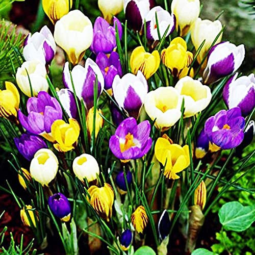 COOTO Garden 10x Krokusse zwiebeln Blumenzwiebeln frühblüher Krokus blumenzwiebeln mix mehrfarbig