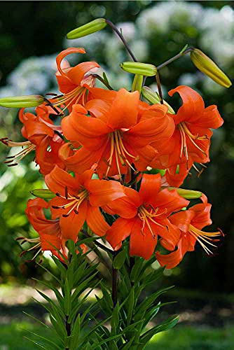 10x Frische Blumenzwiebeln Asiatische Lilie  Pearl Justien  orange *Rarität*