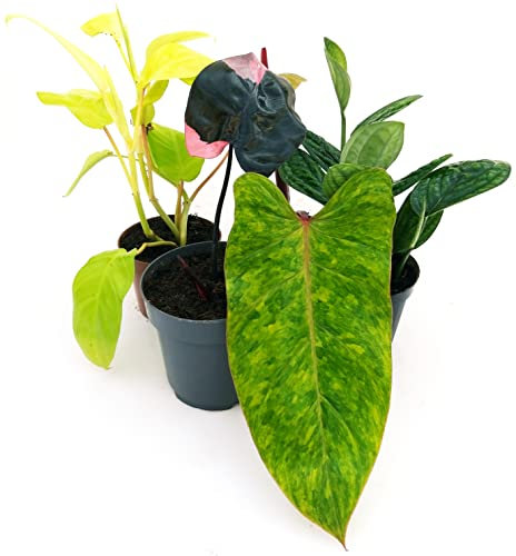 POWERS TO FLOWERS - PHYLODENDRON MONSTERA COLLECTION: PINK PRINCESS, PAINTED LADY, MALAY GOLD, EPIPREMNUM PINNATUM, VASO 12cm, piante vere
