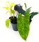 POWERS TO FLOWERS - PHYLODENDRON MONSTERA COLLECTION: PINK PRINCESS, PAINTED LADY, MALAY GOLD, EPIPREMNUM PINNATUM, VASO 12cm, piante vere