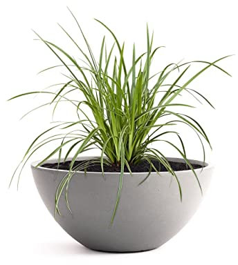 Pflanzwerk® Pflanzkübel Pflanzschale Bowl Ø 45cm Grau *Frostbeständige Blumenschale* *Premiumqualität* *Lotus-Effekt Imprägnierung*
