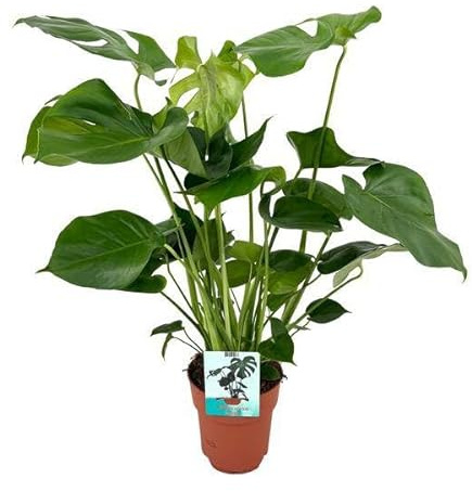 Monstera Deliciosa Köstliches Fensterblatt Zimmerpflanze Ø19 cm 60 cm