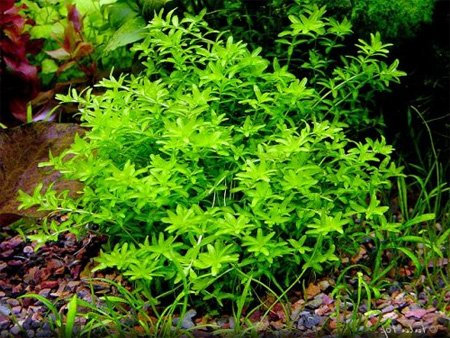 Nano Aquarium Plants set 3 - Live aquarium plant
