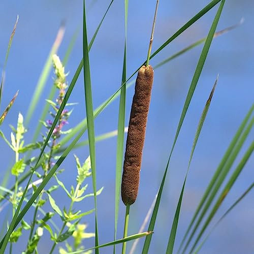 50 Piezas Junco Resistente, Semillas De Typha Semillas De Cobertura Vegetal Resistentes (Typha Orientalis) Plantas Acuáticas Totora Plantas Verdes Plantas De Interior Typha Latifolia