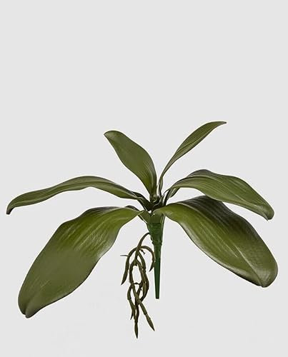 EDG Enzo De Gasperi Enzo De Gasperi Orchidee Phalaenopsis Blatt Olis x6 mit künstlicher Wurzel H 27 cm Grün