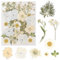 KYSUN Echt Getrocknete Gepresste Blumen, Getrocknete Blumen, DIY Gepresste Blumen, Natürliche Getrocknete Blumen, Trockenblumen Klein, Getrocknete Blätter Getrocknete Blüten für Kunst Basteln (Weiß)