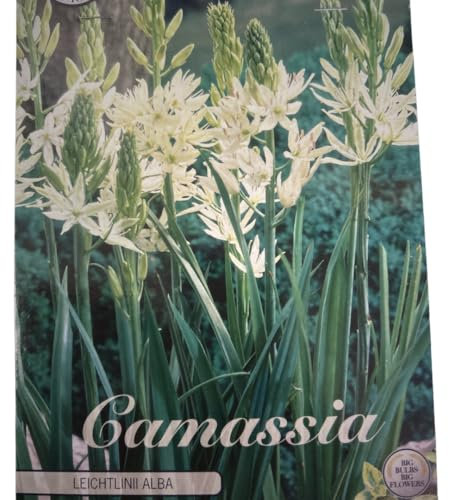 Blumenzwiebeln in Geschenkverpackung - Zwiebeln, Knollen verschiedener winterharter Pflanzen für Garten und Balkon - bunt (6 Zwiebeln Camassia Leichtlini Alba (Prärielilien))