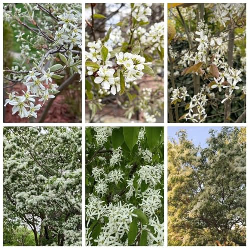 150 pz Semi di arbusto di pera di roccia piante d'appartamento di alberi da frutto (Amelanchier alnifolia) doni di frutti colonnari Pianta di alberi da frutto colonnari piante rare